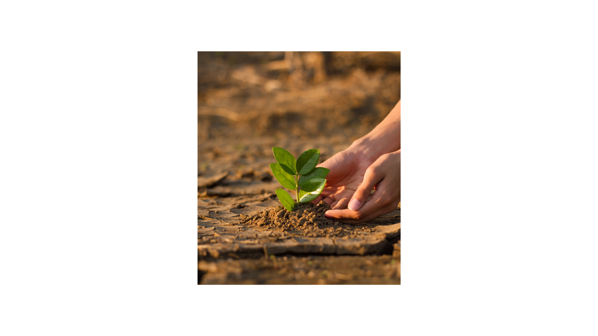 Climate Action